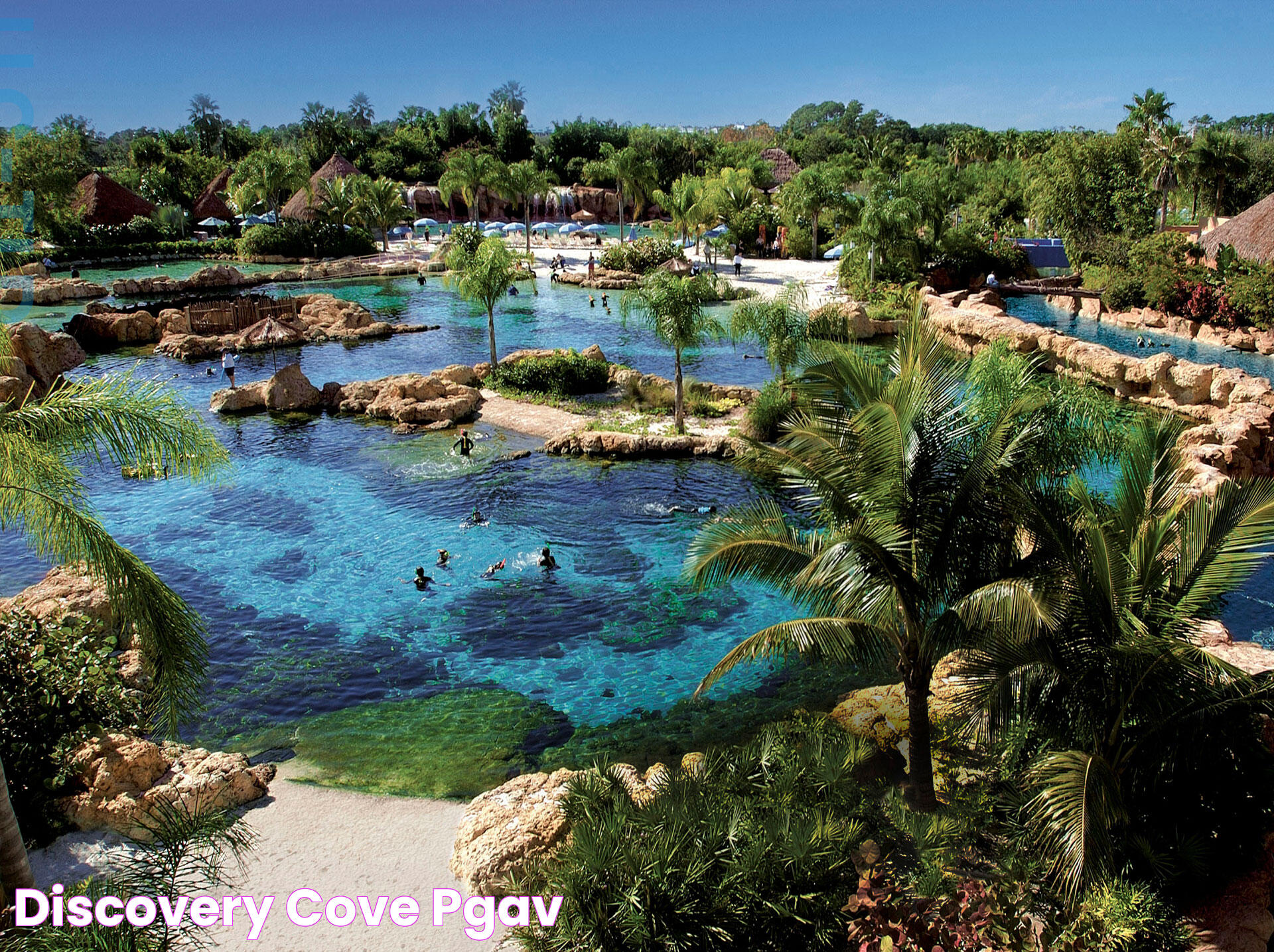 Ultimate Guide To Discovery Cove: Everything You Need To Know